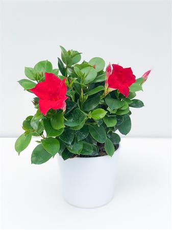 Dipladenia rossa