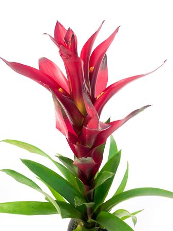 Guzmania bordeaux