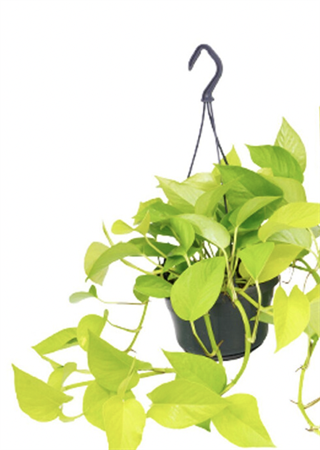 Pothos Gold basket