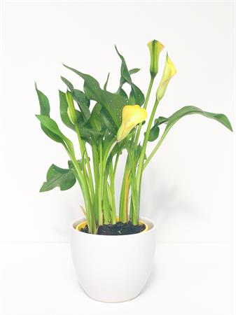 Calla gialla