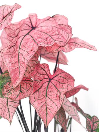 Caladium fucsia