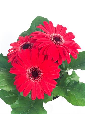 Gerbera rossa