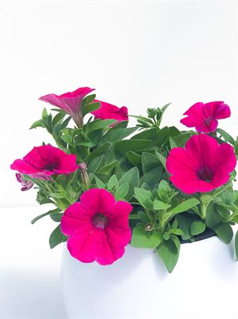 Potunia fucsia